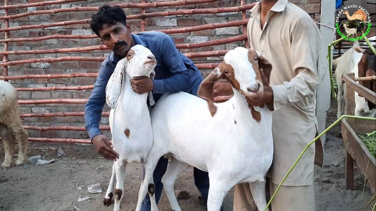 1626594775bakra.jpg